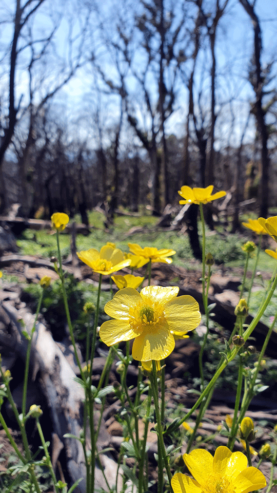 Image of wildflowers in burned out area of Mount Kaputar National Park near Narrabri