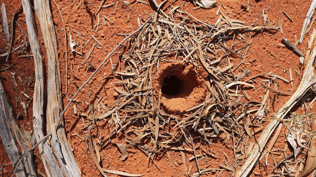 Mulga ant nest, Gundabooka National Park, Bourke NSW.