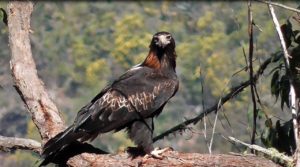 Wedge-tailed eagle on Old Glen Innes Road