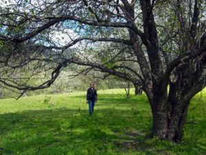 Abandoned fruit orchard at Dalmorton on Old Glen Innes Road