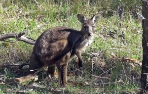 Wallaby on Old Glen Innes Road