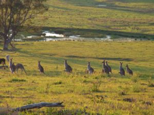 A mob of Kangaroos, dusk and Grafton