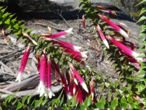 Dandahra Crags walking track, Gibraltar Range National Park