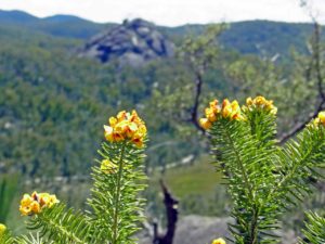 Dandahra Crags walking track, Gibraltar Range National Park