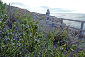 Bouddi Coastal Walk