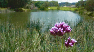 Peaceful Lake Pillans, Lithgow