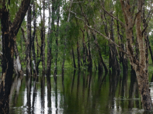 A flooded creek in Kakadu National Park
