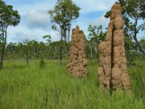 Giant termite mounds on the way to Kakadu National Park