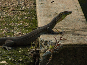 Mertens Water Monitor in Kakadu National Park