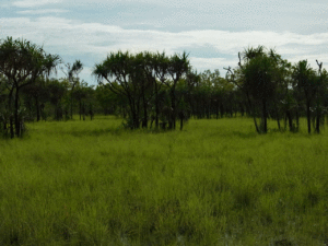 Pandanas woodland in Kakadu National Park