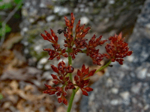 Kakadu National park Wildflowers