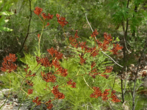 Kakadu National park Wildflowers