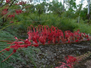 Kakadu National park Wildflowers