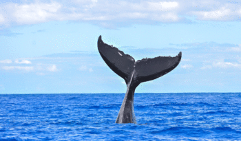 2018 Whale Watching Season