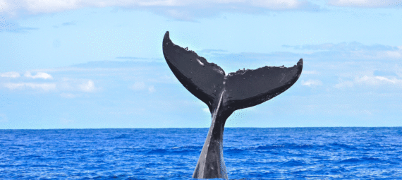 2018 Whale Watching Season