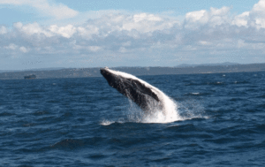 2018 Whale Watching Season