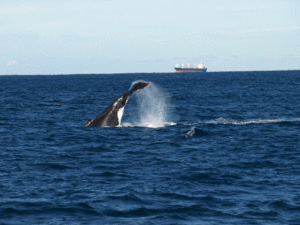 2018 Whale Watching Season