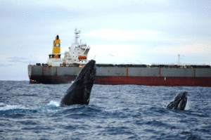 2018 Whale Watching Season