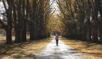 Avenue of elm trees at Gostwyck, Uralla