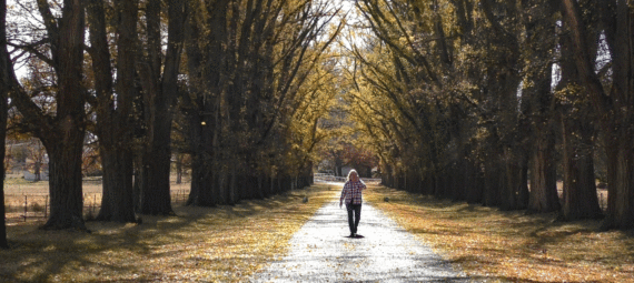 Avenue of elm trees at Gostwyck, Uralla