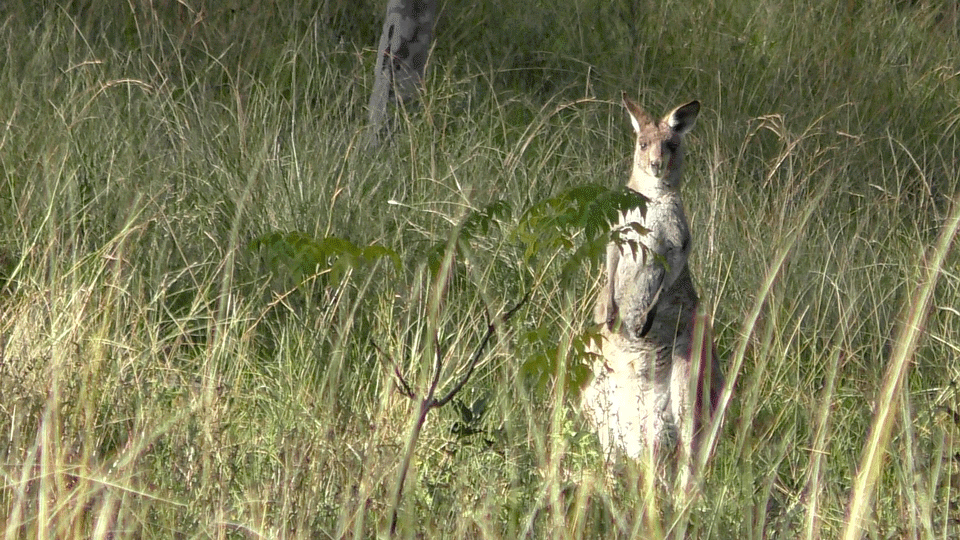 Wildife on Dungog Common