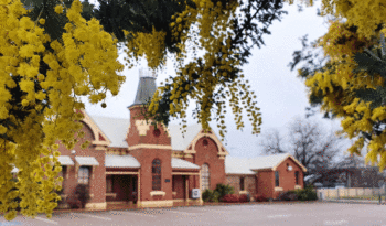 Cootamundra wattle