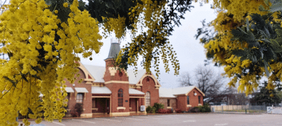 Cootamundra wattle