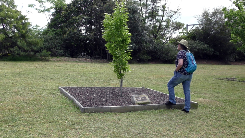 Looking at John Howards tree in the Prime Ministers Corrdior of Oaks at Faulconbridge.