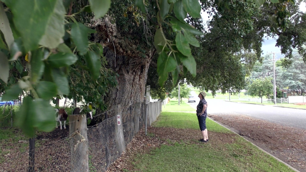 Tenterfield Cork Tree