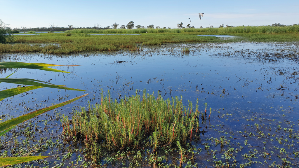 Birds in flight at Monkeygar Creek near the Macquarie Marshes.