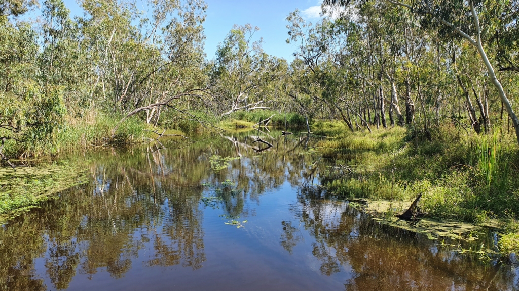 Picture showing lagoon in Macquarie Marshes at Burrima Boardwalk. 