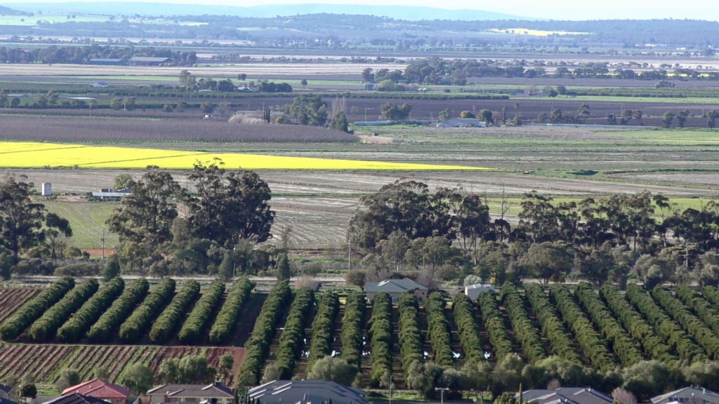 Image showing orchards, canola crops, paddocks and fields near Griffith.